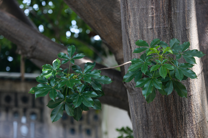 Cây[-]bao[-]báp[-]lâu[-]đời[-]nhất[-]Sài[-]Gòn[-]vào[-]mùa[-]nở[-]hoa